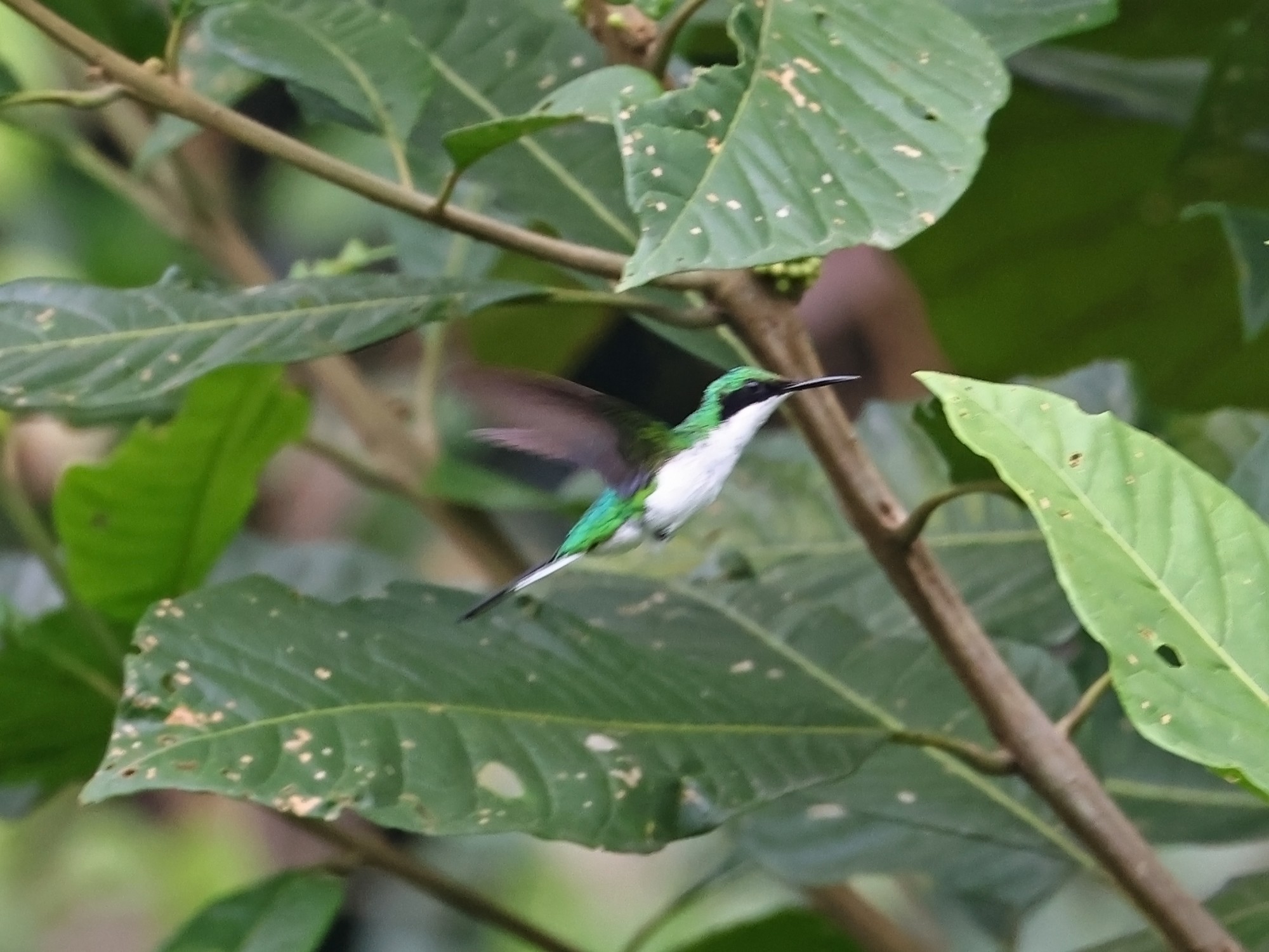 Foto Colibrí Picopunzón