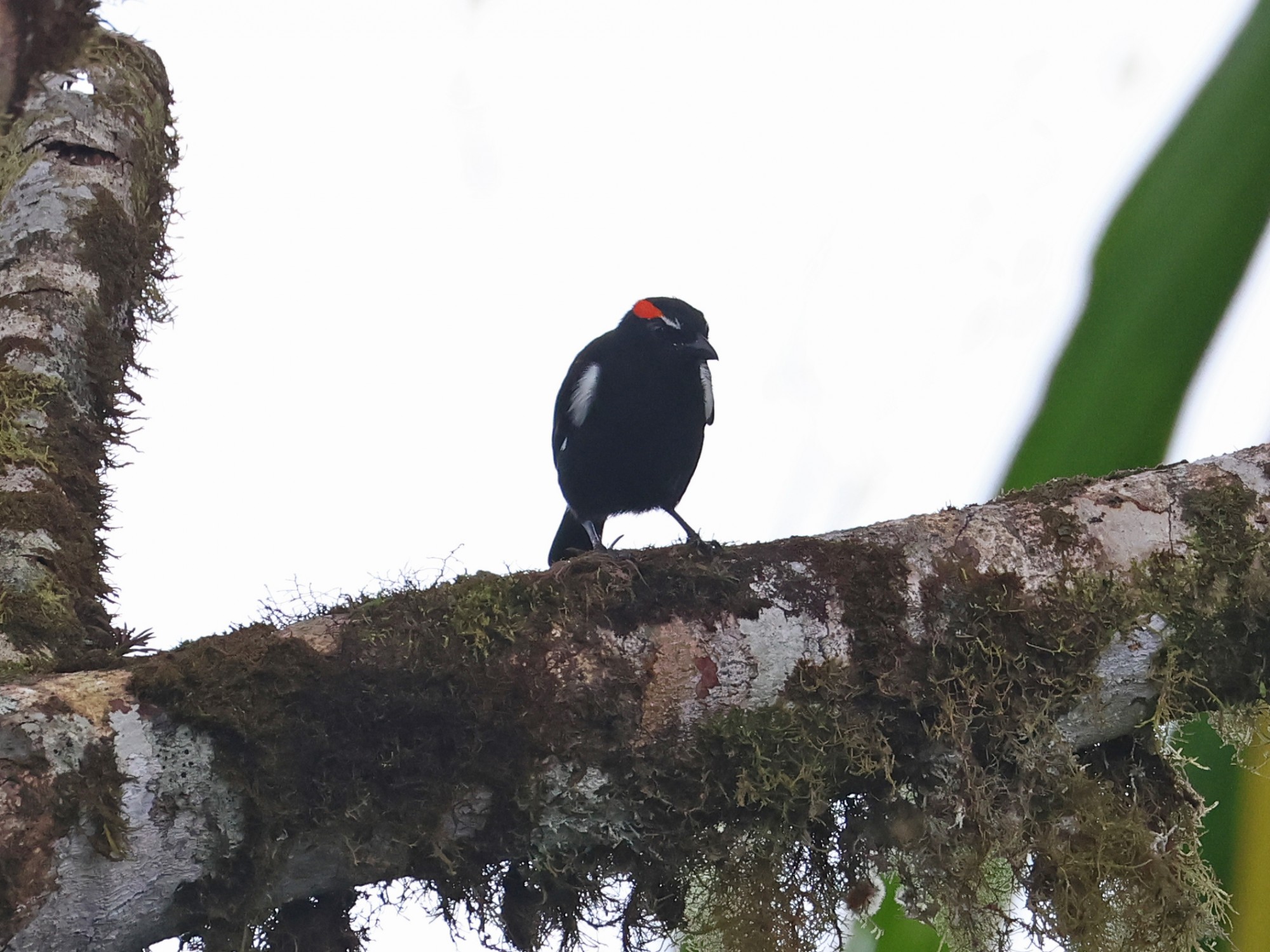 Photo Tangara Cejiescarlata