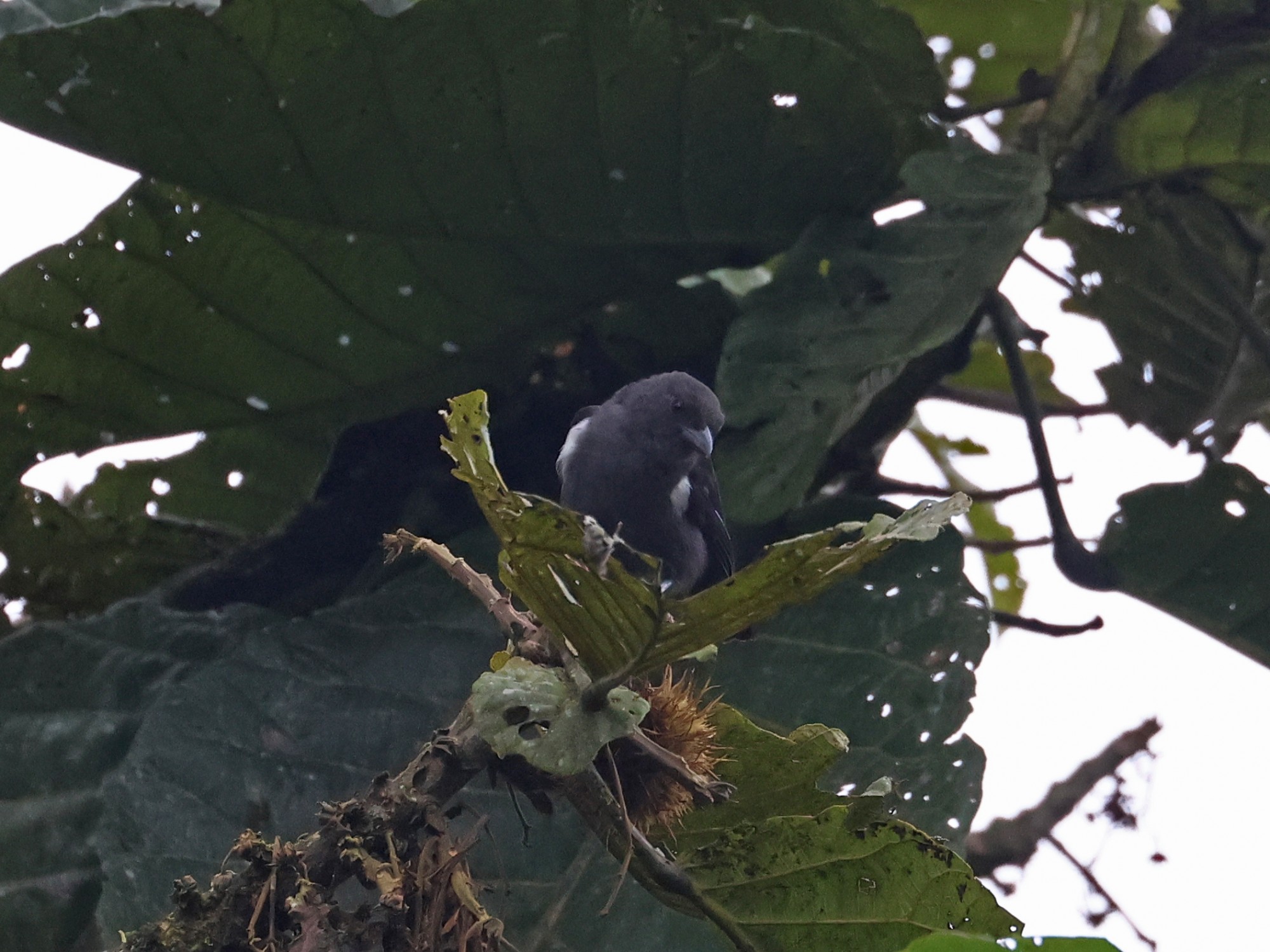 Photo Tangara Cejiescarlata