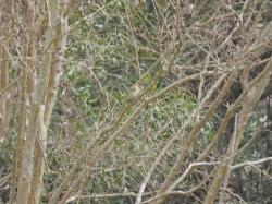 Foto Cabecitanegra Común