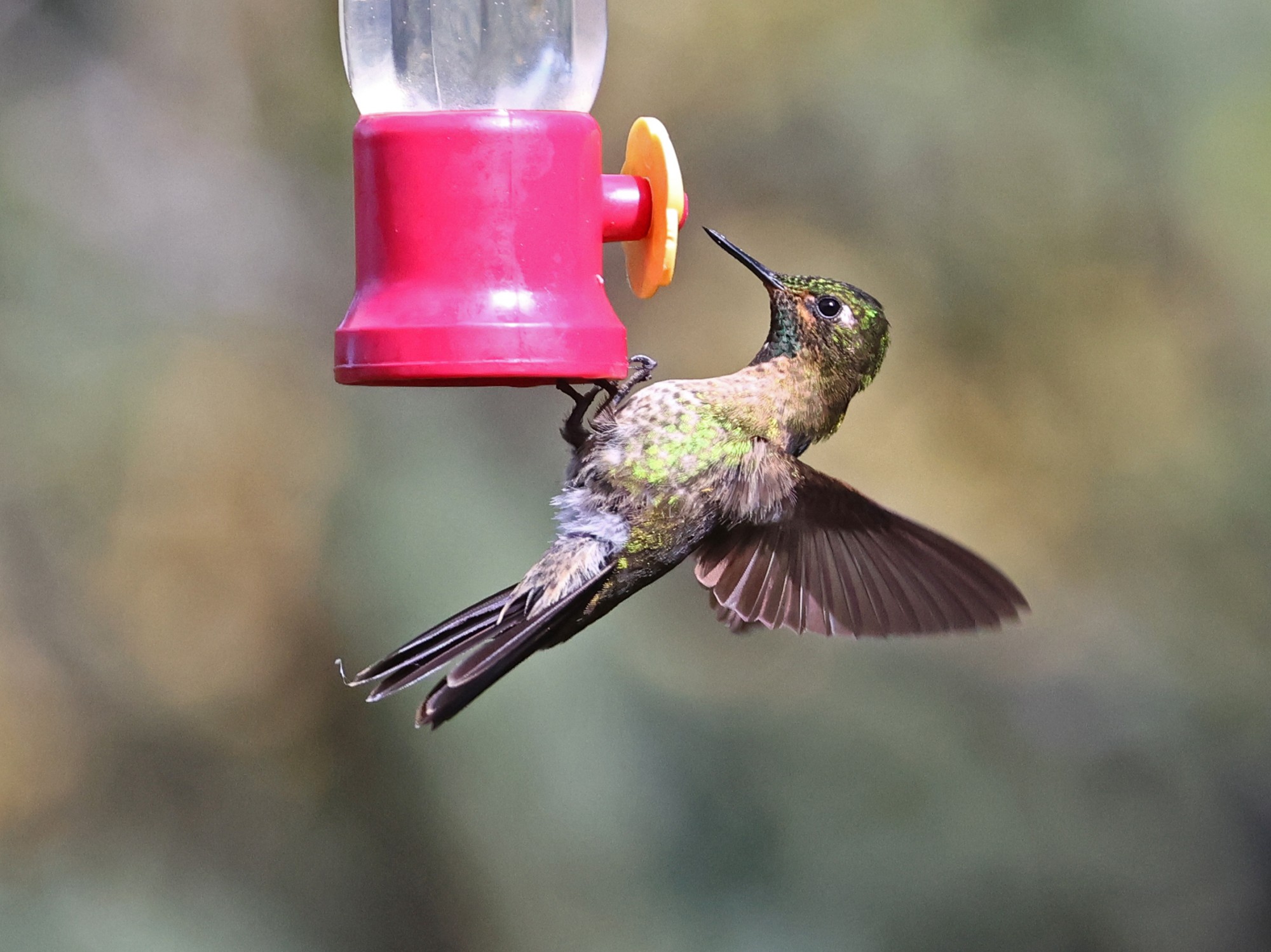 Photo Colibrí Colihabano