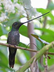 Foto Colibrí Picoespada