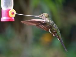 Foto Colibrí Picoespada