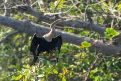 Foto Aninga