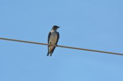 Foto Golondrina Doméstica