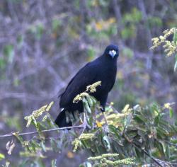 Photo Águila Negra