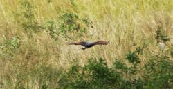 Foto Aguilucho Colorado