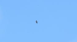 Foto Golondrina Ribereña