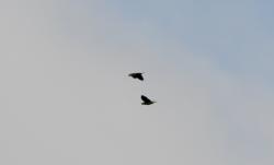 Photo Loro Hablador