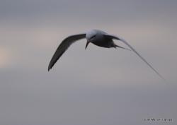 Foto Gaviotín Lagunero