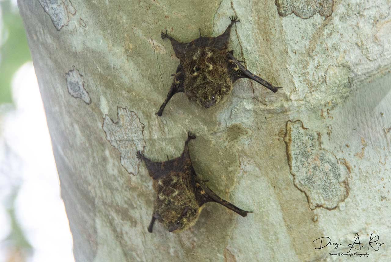 Rhynchonycteris&nbsp;naso