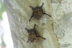 Proboscis Bat (Rhynchonycteris naso)