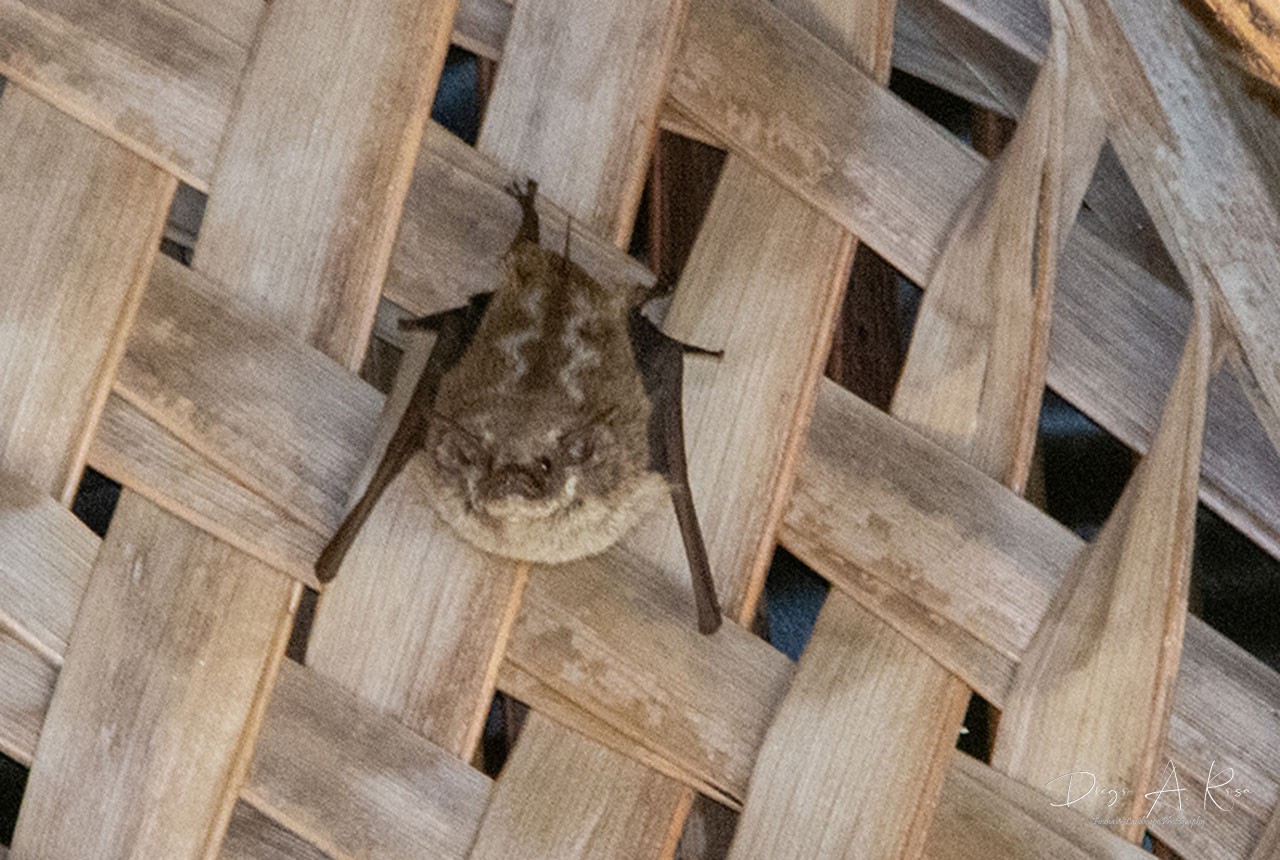 Saccopteryx&nbsp;bilineata