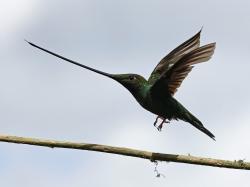 Foto Colibrí Picoespada