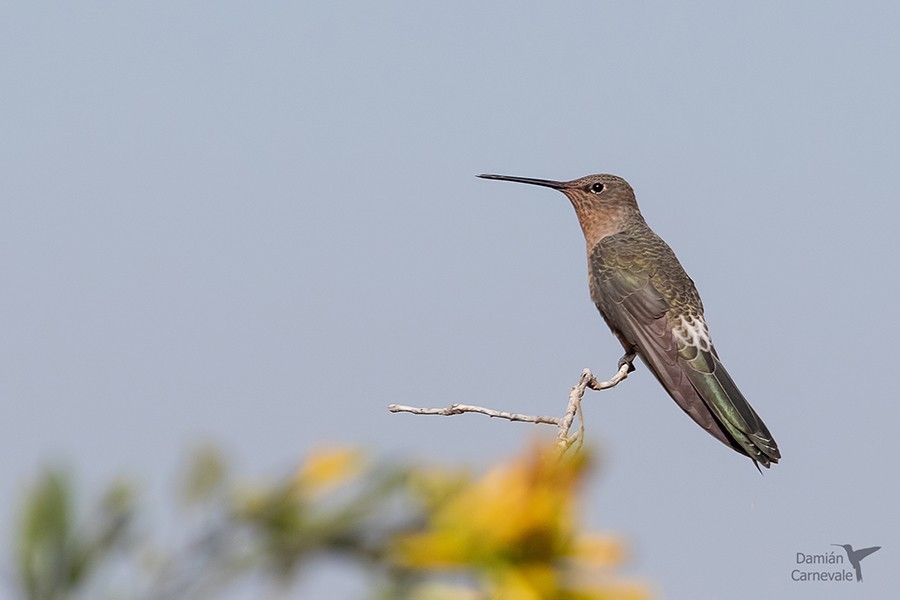 Picaflor Gigante (Patagona gigas)