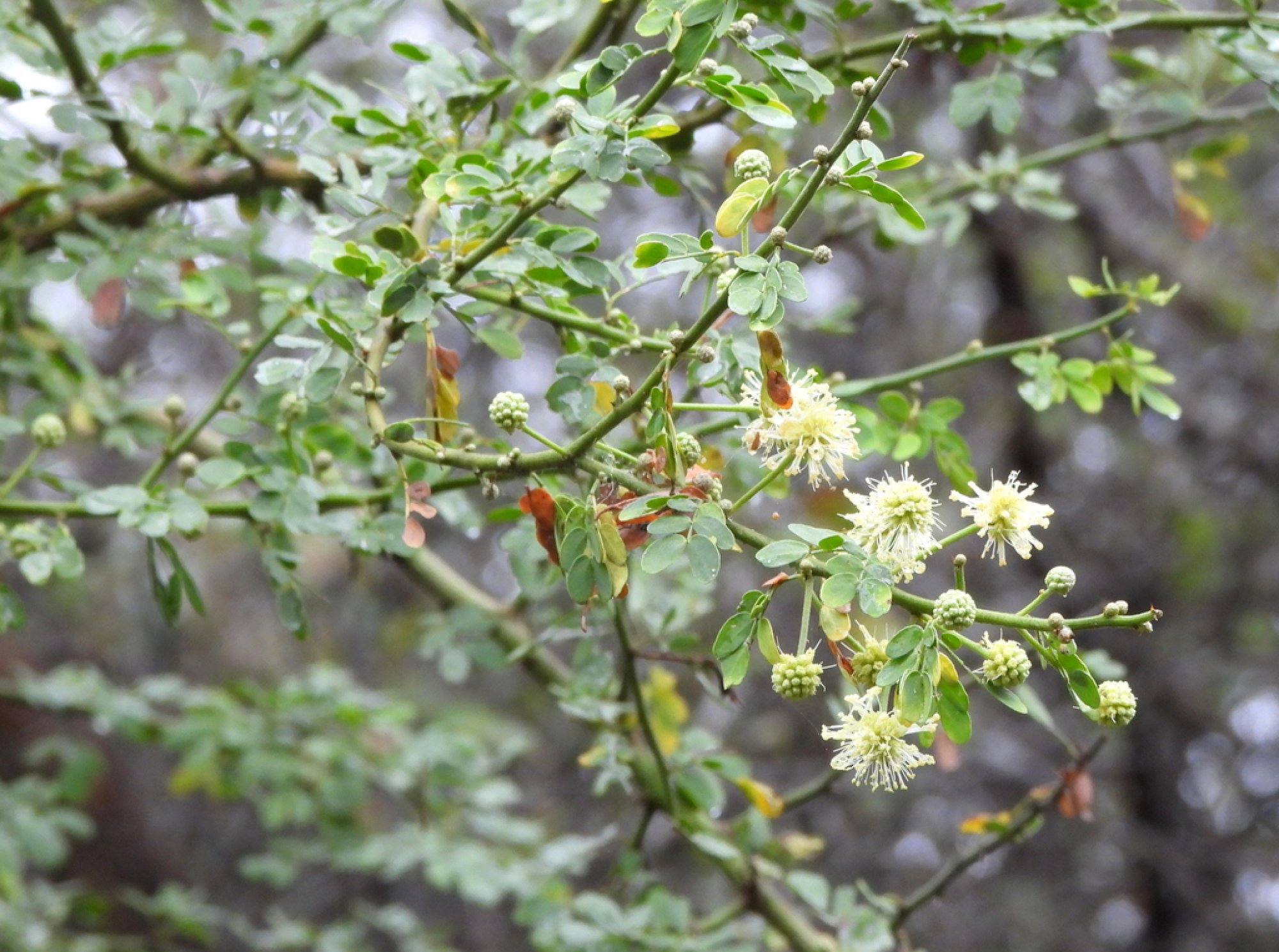 Mimosa&nbsp;detinens