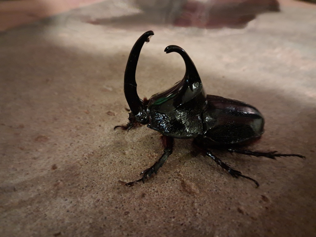 Foto Escarabajo Rinoceronte