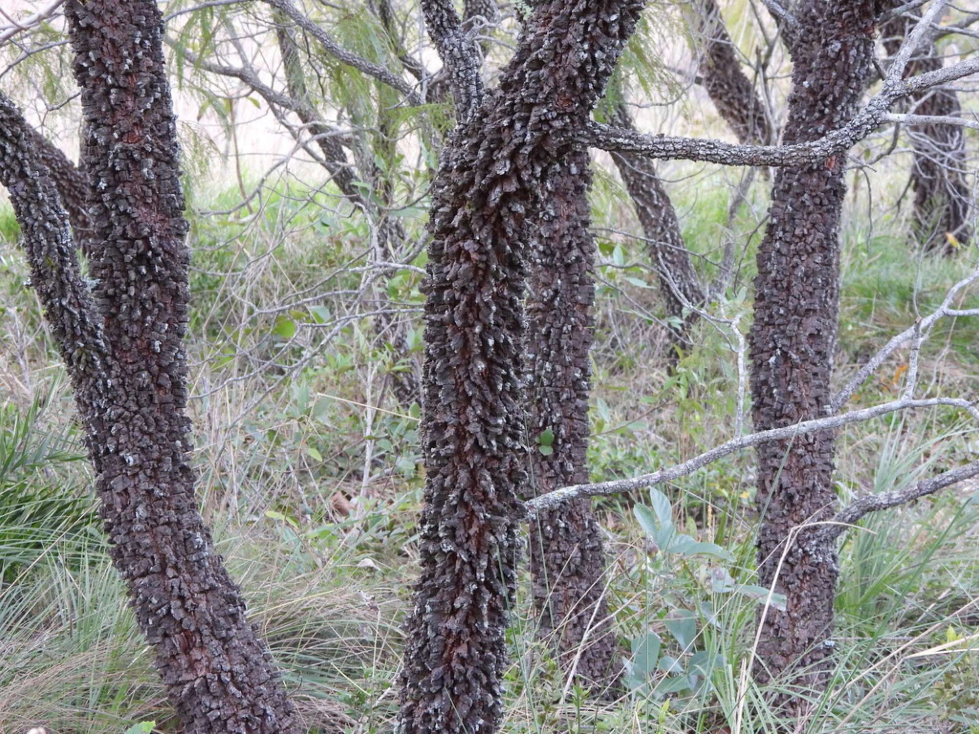 Anadenanthera&nbsp;peregrina