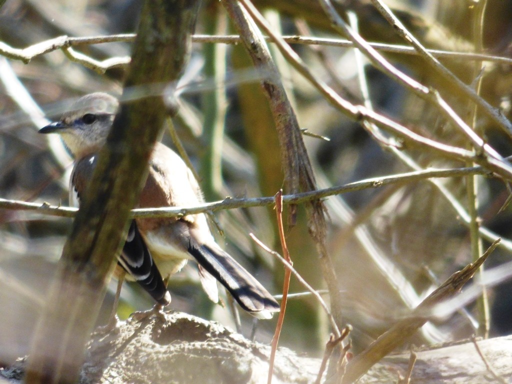 Foto Calandria Real