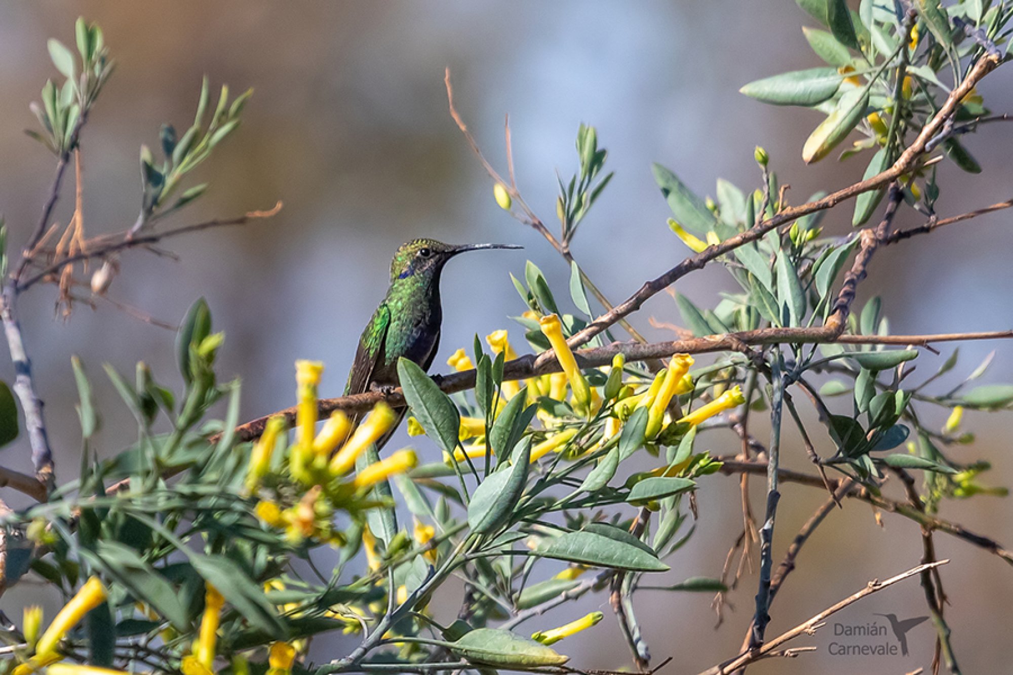 Colibrí Grande (Colibri coruscans)