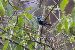 Foto Tangara Cabeciazul