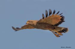 Foto Aguilucho Colorado