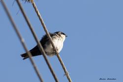 Foto Golondrina Barranquera
