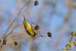 Foto Cabecitanegra Común