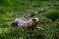 Foto Iguana Verde