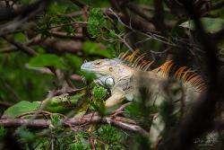 Foto Iguana Verde