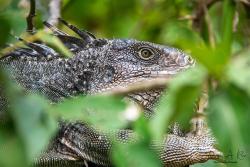 Foto Iguana Verde