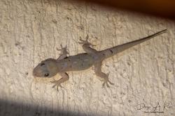 Foto Geko Centro-Africano