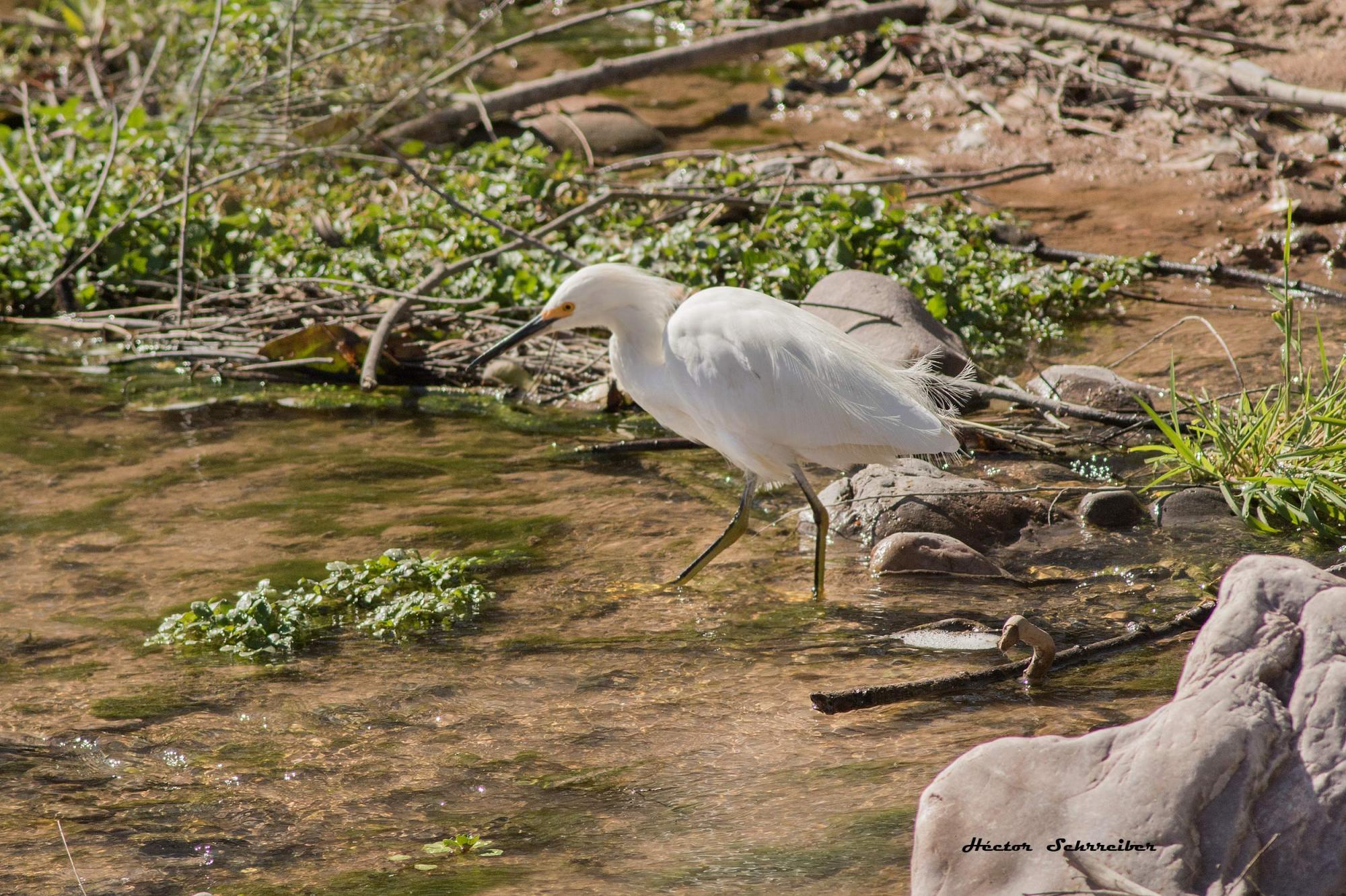 Foto Garcita Blanca