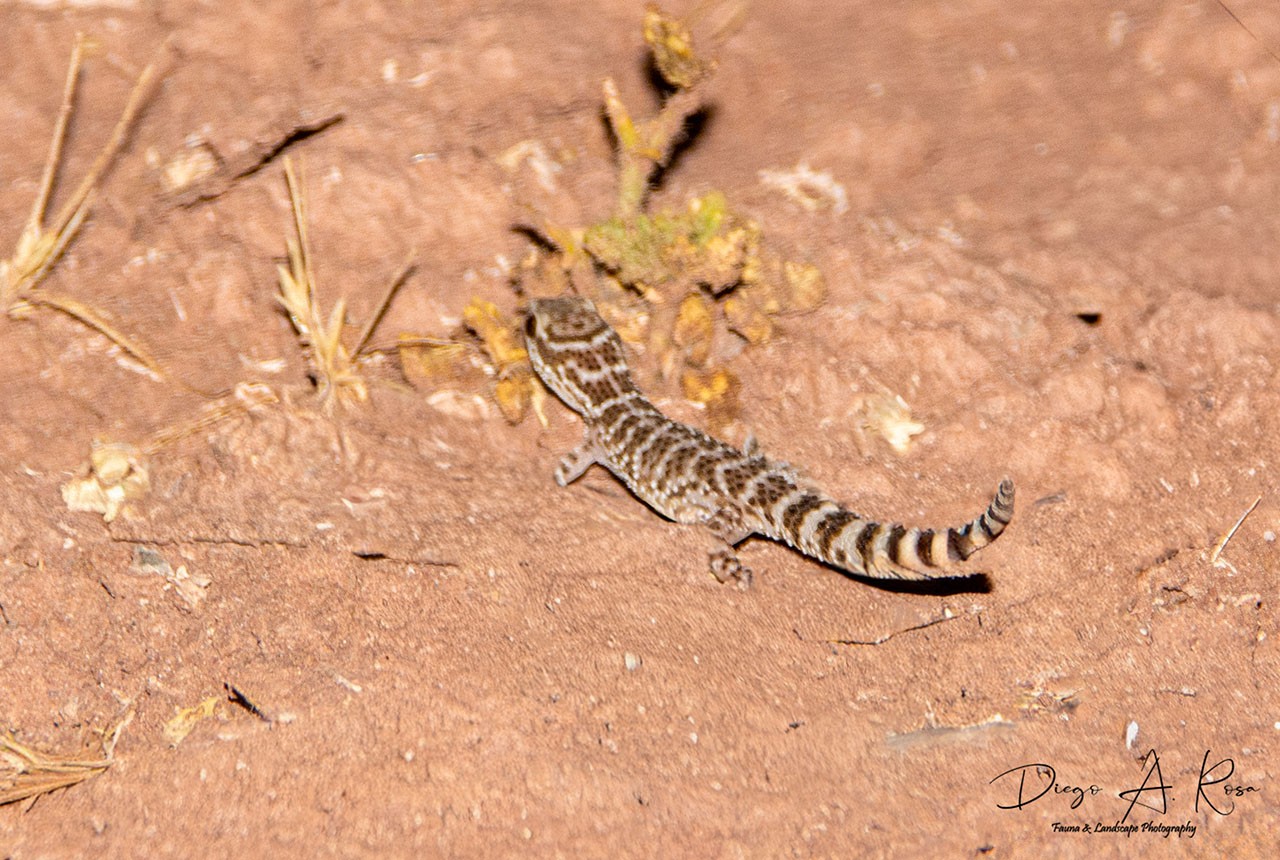 Photo Geko