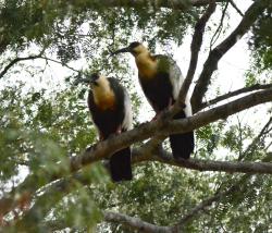 Foto Bandurria Boreal