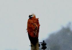 Foto Aguilucho Pampa