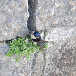 Foto Golondrina Barranquera