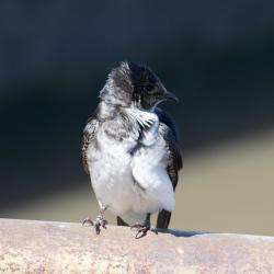Foto Golondrina Doméstica