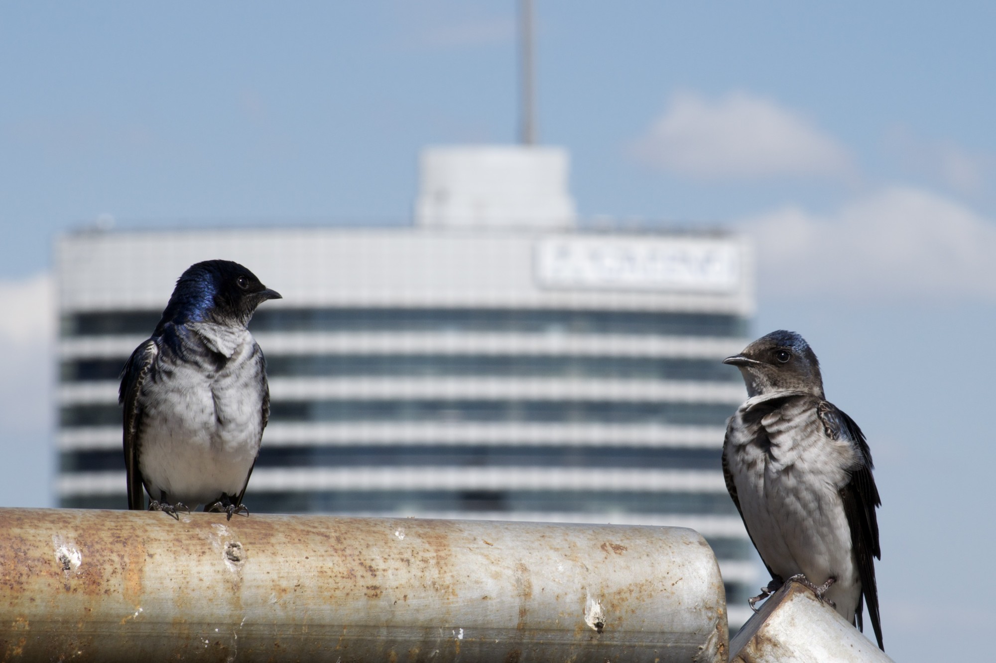 Foto Golondrina Doméstica