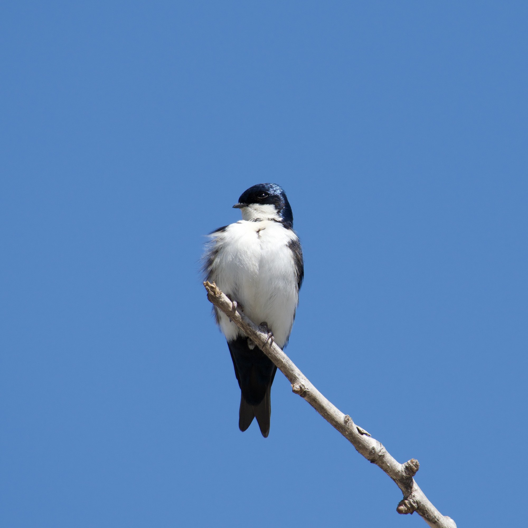 Foto Golondrina Barranquera
