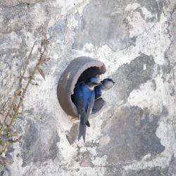 Foto Golondrina Doméstica