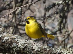 Foto Cardenal Amarillo