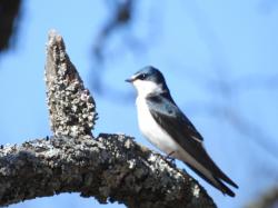 Foto Golondrina Ceja Blanca