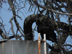 Foto Jote Cabeza Negra
