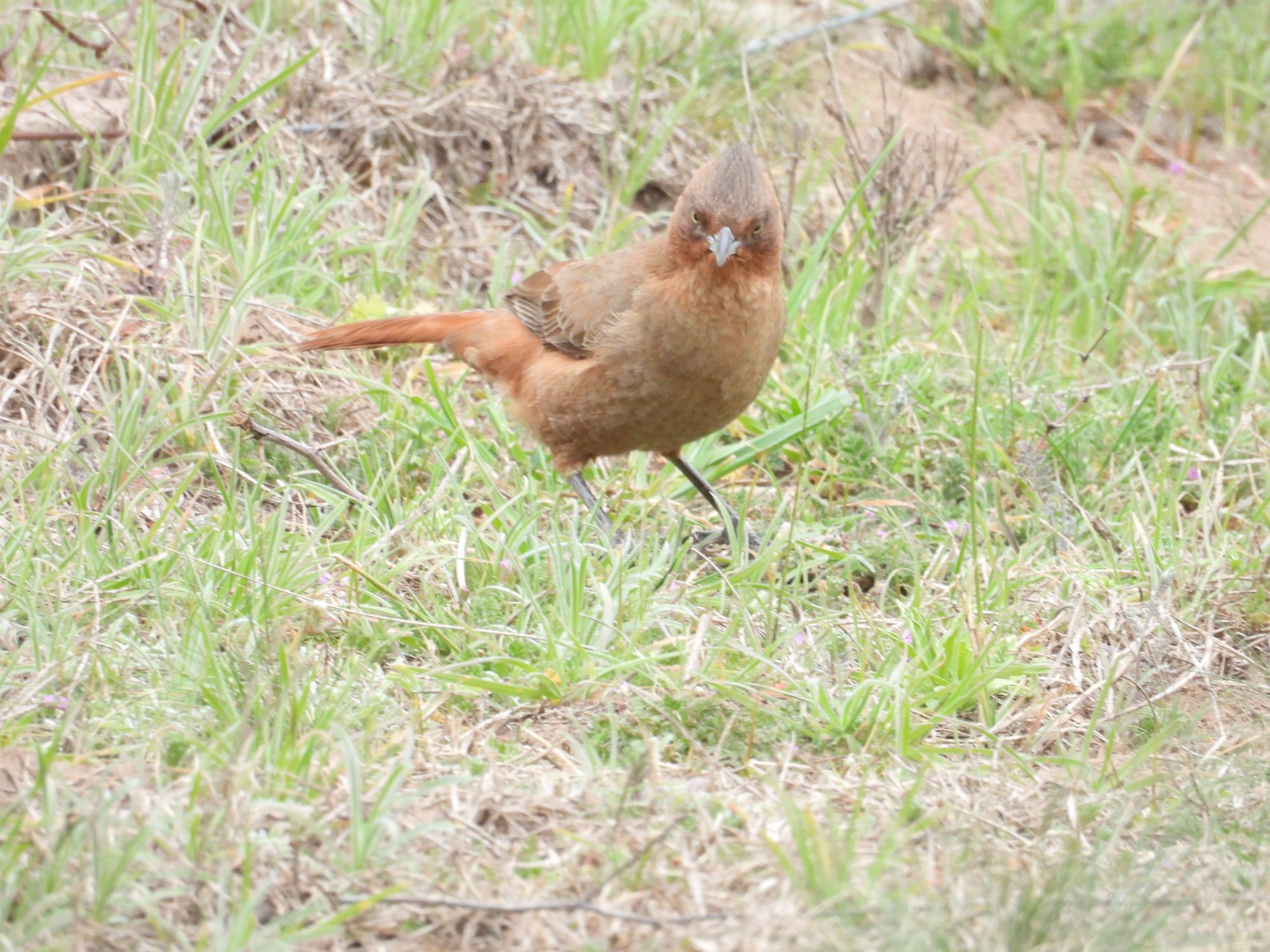Foto Cacholote Castaño