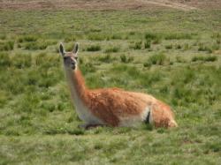 Foto Guanaco