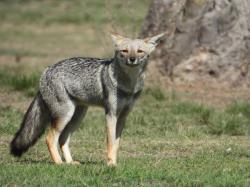 Foto Zorro Gris Pampeano