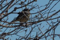 Foto Cortarramas