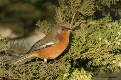 Foto Monterita Ceja Rojiza