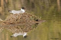 Foto Gaviota Andina